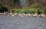 Ethiopia - Lago Chamo - Pellicani e Fenicotteri - 4